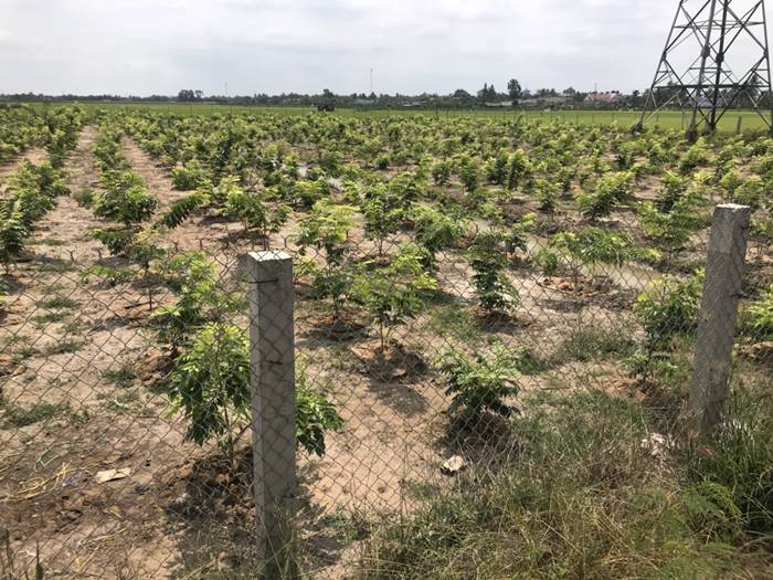 Vườn gỗ sưa 5 ha từ ruộng lúa
